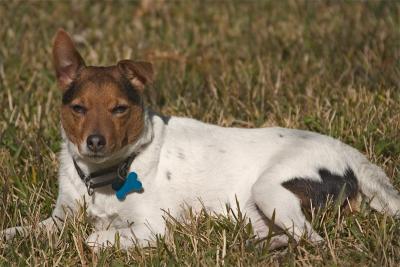 u41/richnor/medium/26529120.Benji.jpg
