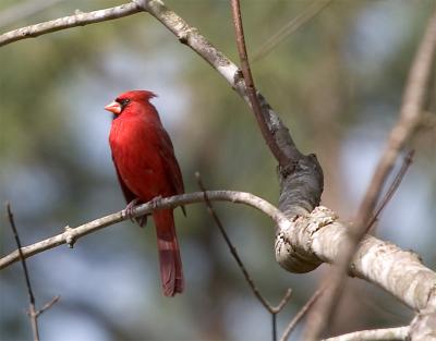 Cardinal-2317.jpg