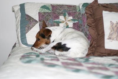 u41/richnor/medium/27012191.Benji.jpg