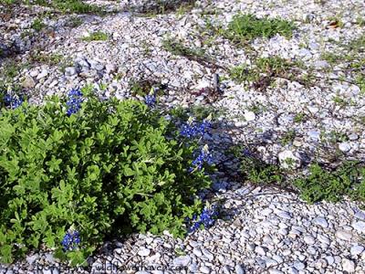 First Blooming Bluebonnet Plant 2004