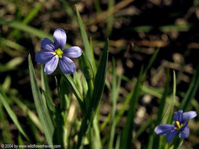 Dotted Blue-Eyed Grass 2004