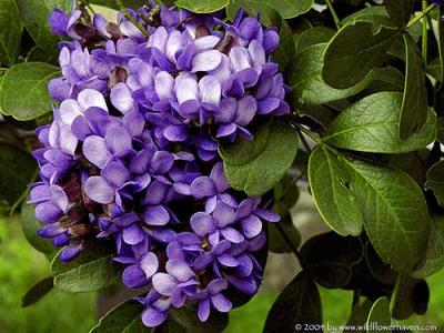 Mountain Laurel