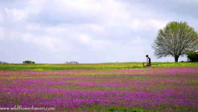 Field of Phlox - La Vernia 2004