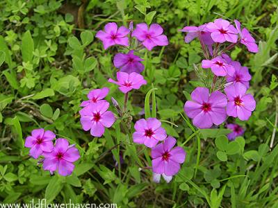 Drummond Phlox 2004