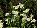 Philadelphia Fleabane 2004