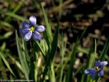 Dotted Blue-Eyed Grass 2004