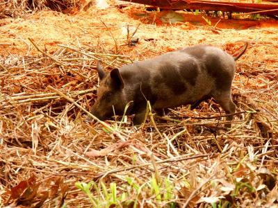 Pigs are a show of wealth in PNG