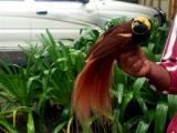 The beautiful Bird of Paradise of Papua New Guinea