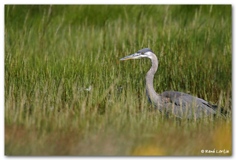 Grand Hron / Great Blue Heron
