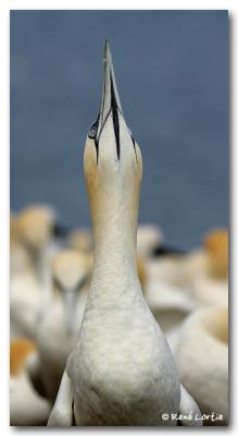 Fou de Bassan / Northern Gannet