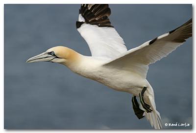 Fou de Bassan / Northern Gannet