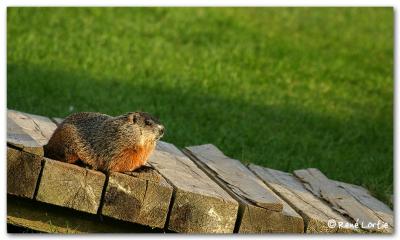 Marmotte / Woodchuck