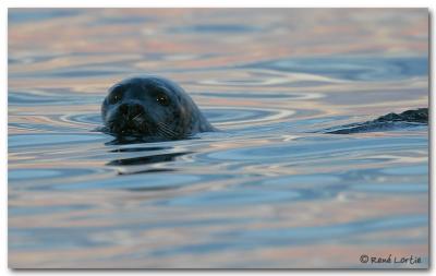 Phoques gris / Grey Seals