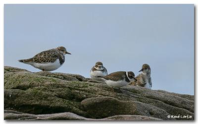 Bcasseaux et pluviers / Sandpipers and Plovers