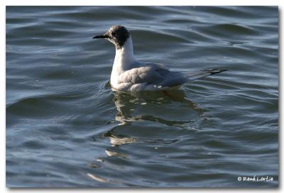 Mouette de Bonaparte / Bonaparte's Gull