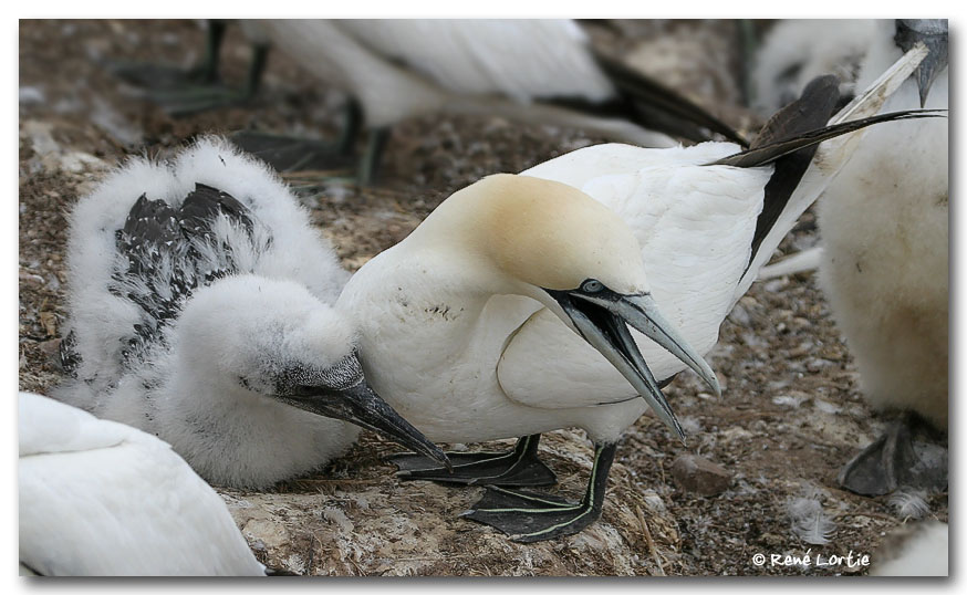 Fou de Bassan / Northern Gannet