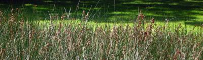 IMG_0125y.jpg
