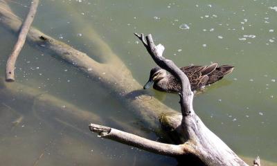 duckx.jpg