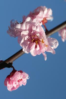 cherry blossom 2