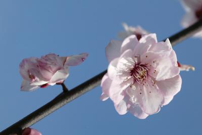 Cherry blossom 3.jpg