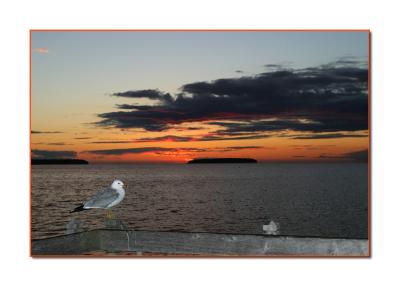 Seagull and sunset in Ephraim