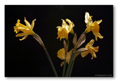 Dried Daffodils