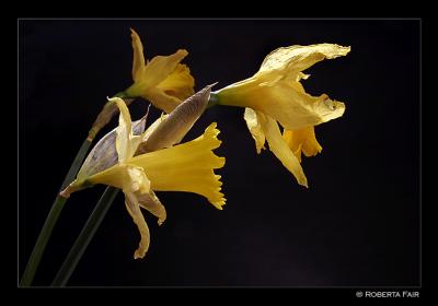 Dried Daffodils II
