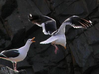 Gull tricks