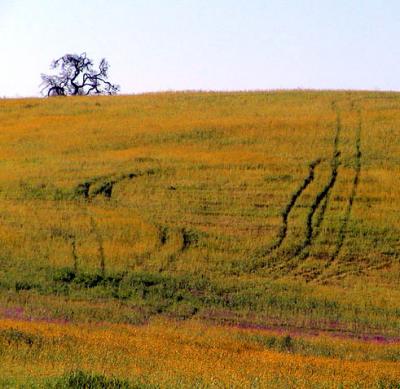 Wildflower field