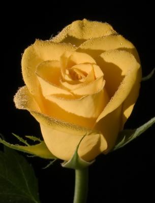 Yellowrosewatercrop8bit_filtered.jpg
