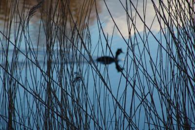 Bird behind reed