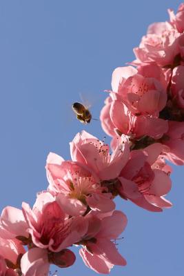 Insects