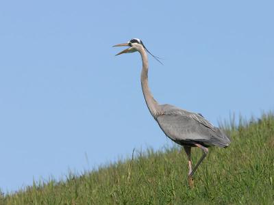 Great Blue Heron : Ardea herodias
