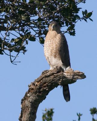 Cooper's Hawk : Accipiter cooperii