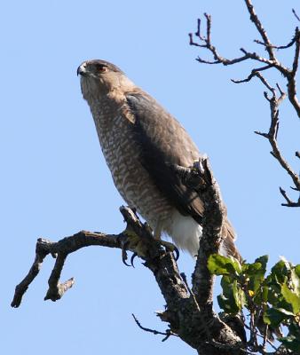 Cooper's Hawk : Accipiter cooperii