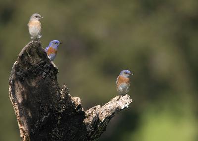 Western Bluebirds