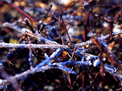 Twigs - 2005 - by Pietrolucci R.