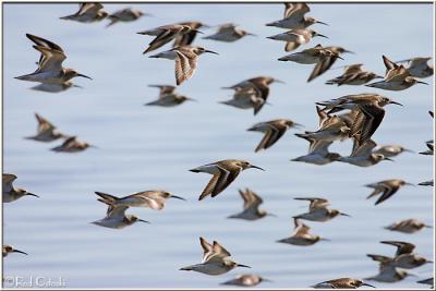 Flock of Sandpipers