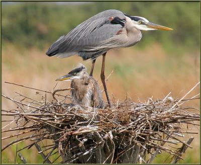 Nest 1 - Great Blue Heron & Chick