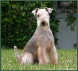 Lakeland Terrier - Torch