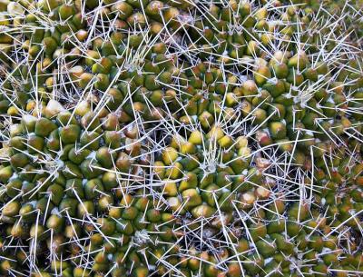 Cactus up close