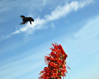Bee and ocotillo flower