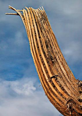 Saguaro branch