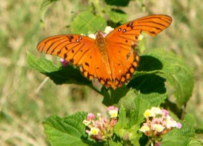 gulf fritillary.jpg