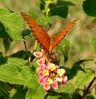 gulf fritillary.jpg