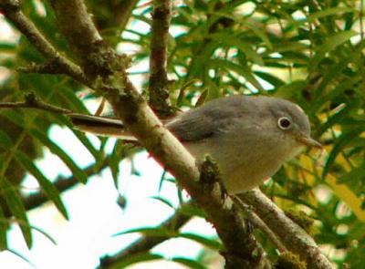 blue-gray gnatcatcher