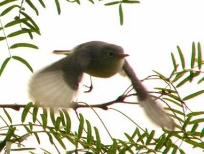 blue-gray gnatcatcher