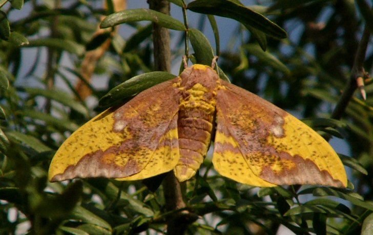 Imperial Moth.jpg