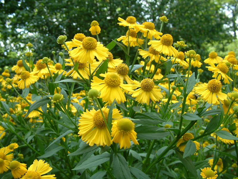 Dscf0321.jpg