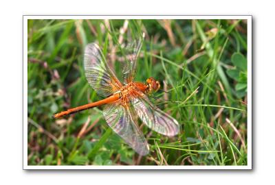 Liblula